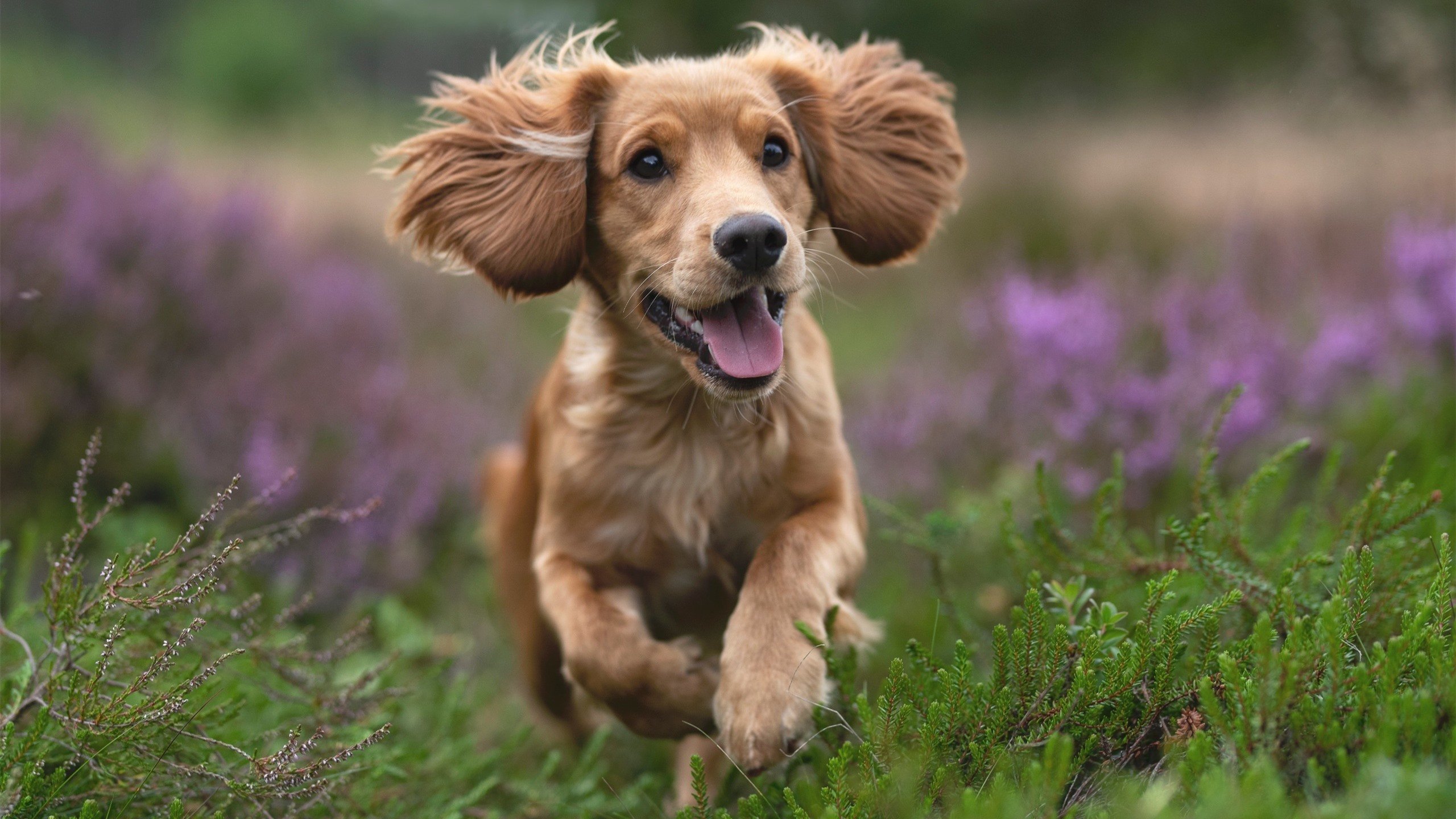 kaiyun体育综合-中国三人篮球男队全力冲刺国际赛事资格，中国男子三人篮球队