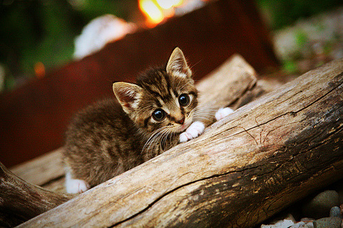 五大联赛比赛场地草皮质量是否干扰技战术发挥，五大联赛草坪