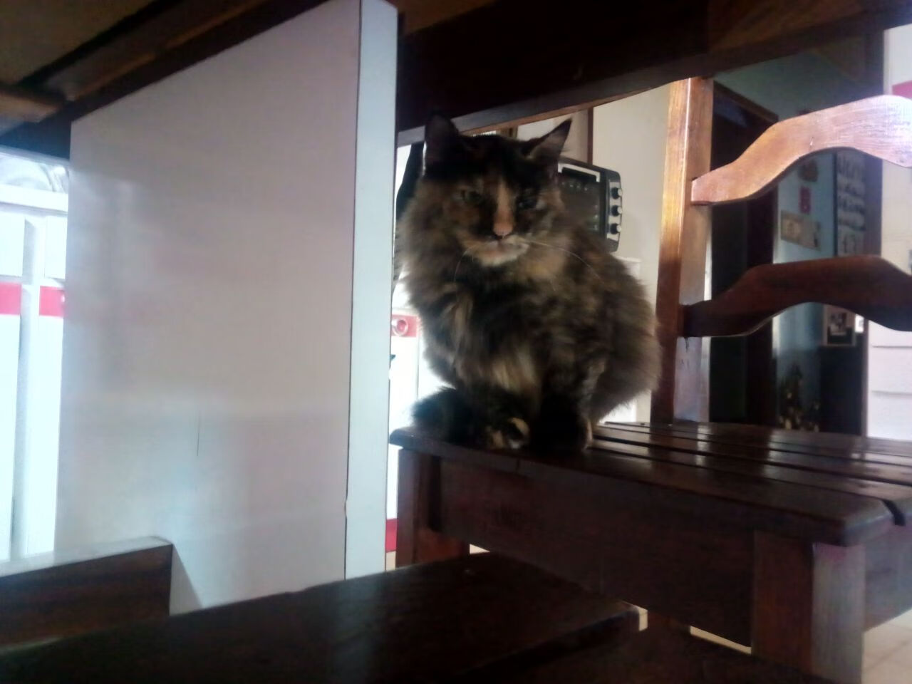 海湾者年轻球员潜力无限，未来可期，看一下海湾