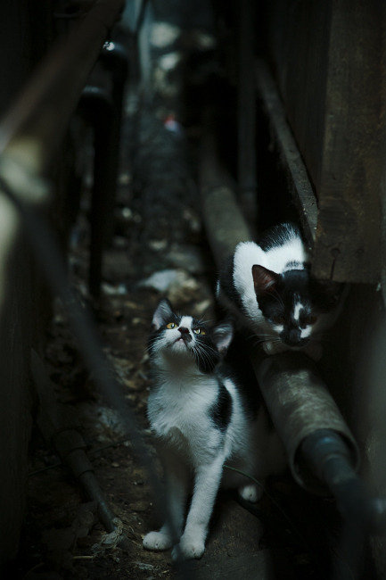 CBA推出主场自定义视觉主题提升观赛新鲜感，cba主场地板设计升级