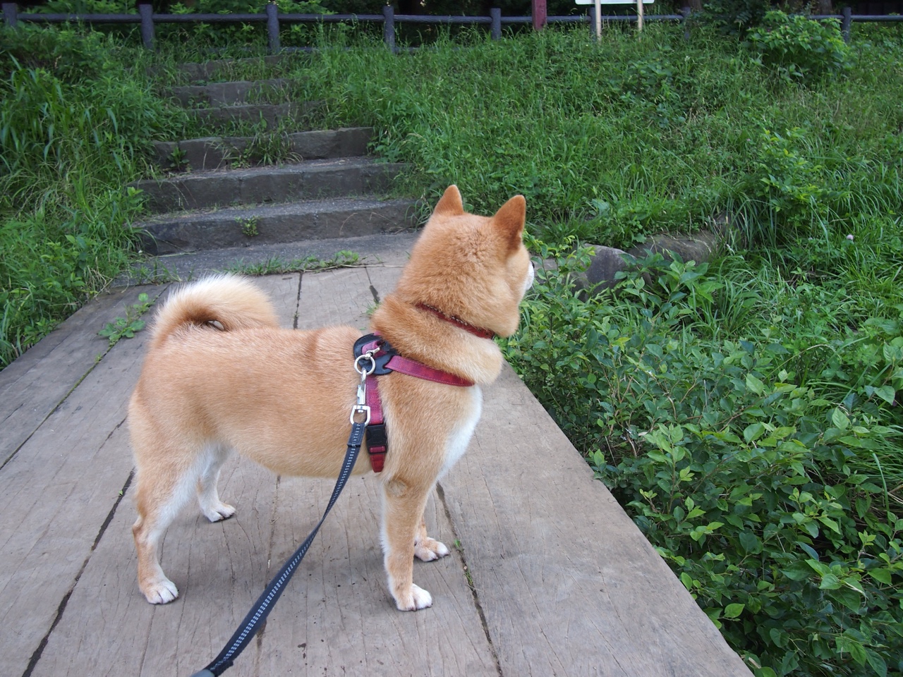 仰泳技术扎实韩国保持优势,仰泳运动