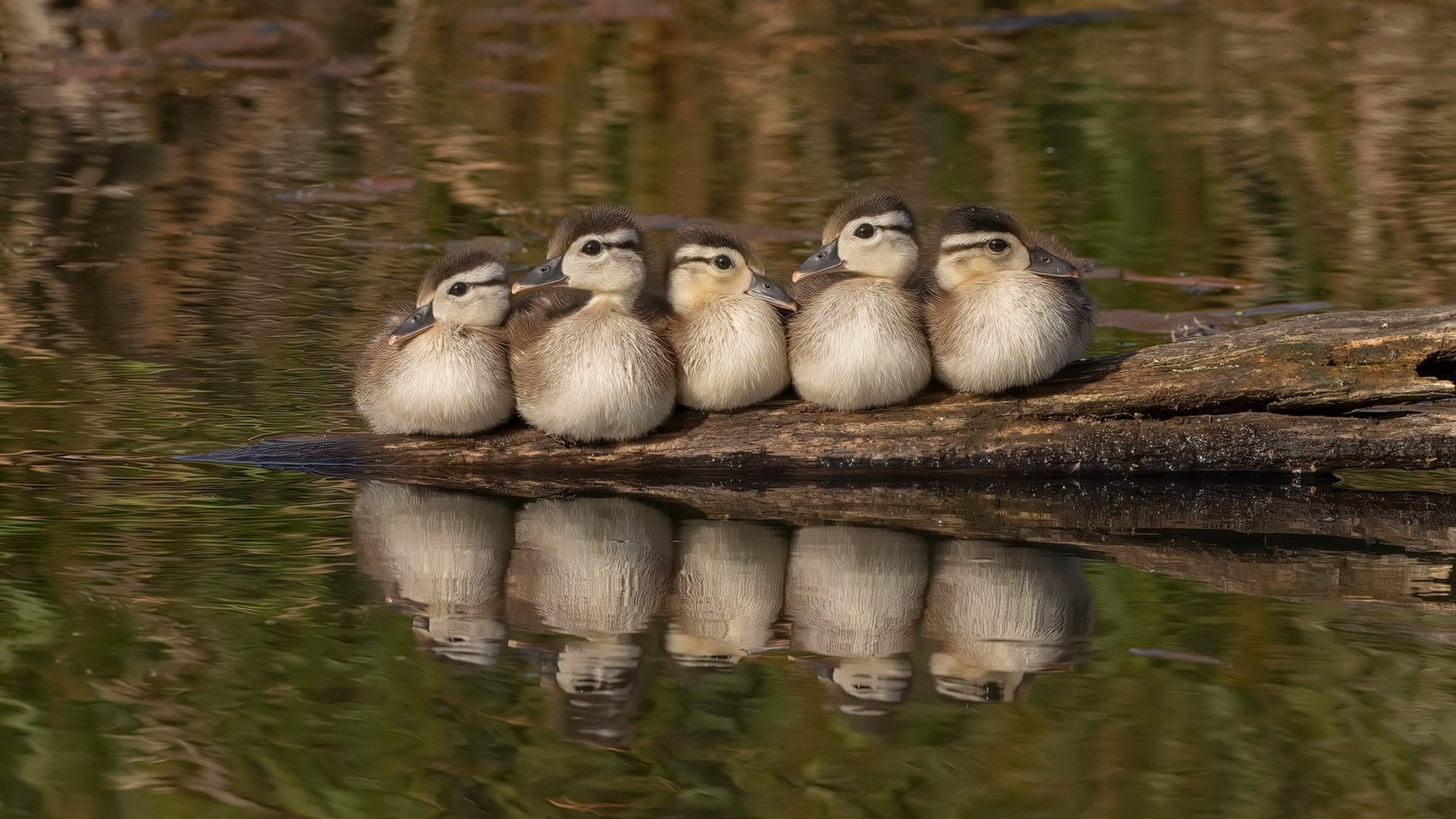kaiyun中国官方网站-全球青少年足球锦标赛盛大开幕，培养国际足球未来力量，全国青少年足球锦标赛冠军