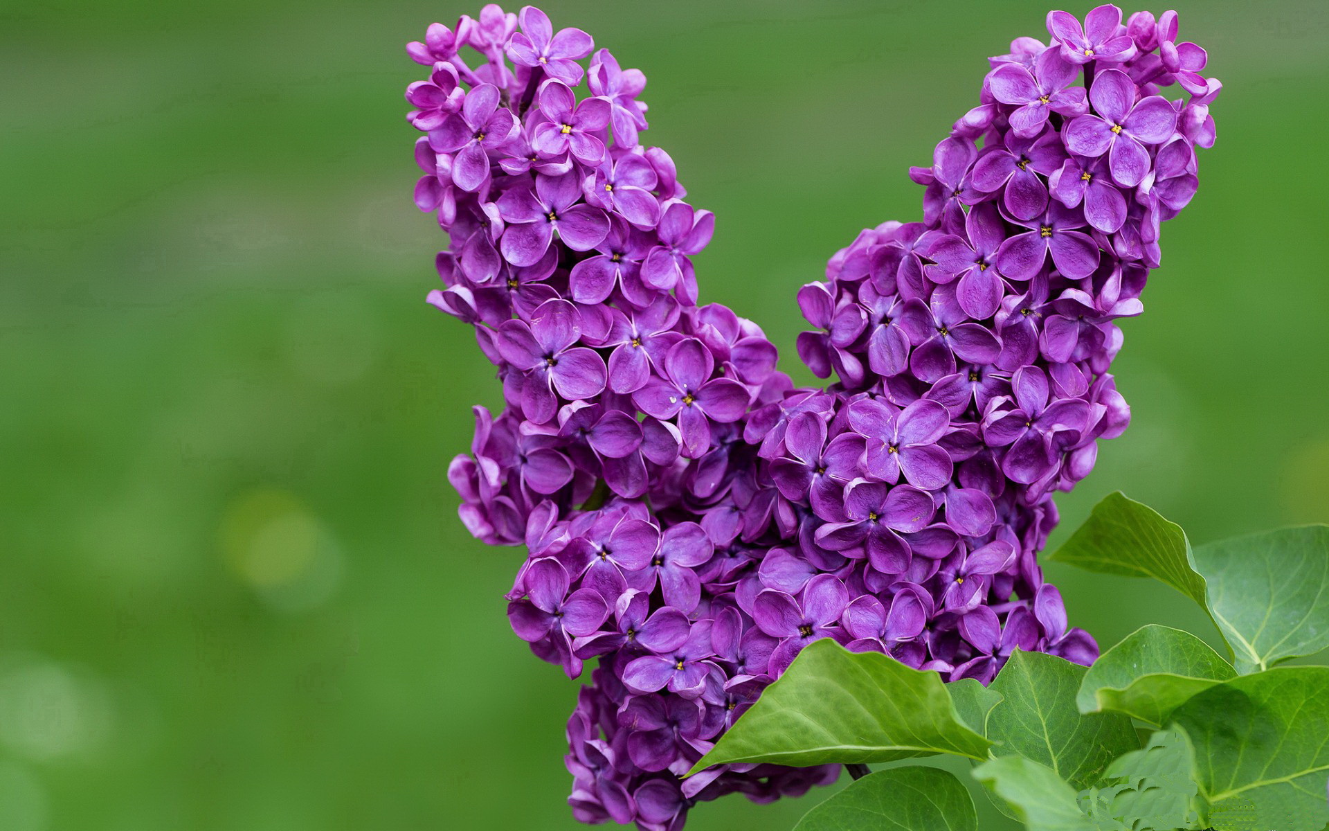 开云网页版-外援与本土球员之间的配合逐步趋于默契展现战术执行力，外援球队球员