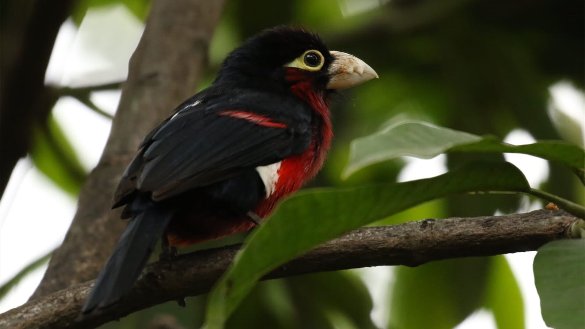 kaiyun开云·官方网站-德甲火线对决：攻守瞬间转换令人欢呼