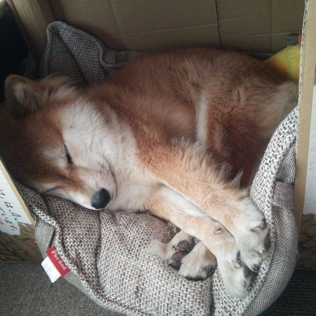 朱婷带伤完成比赛女排世界杯，朱婷横空出世影响女排