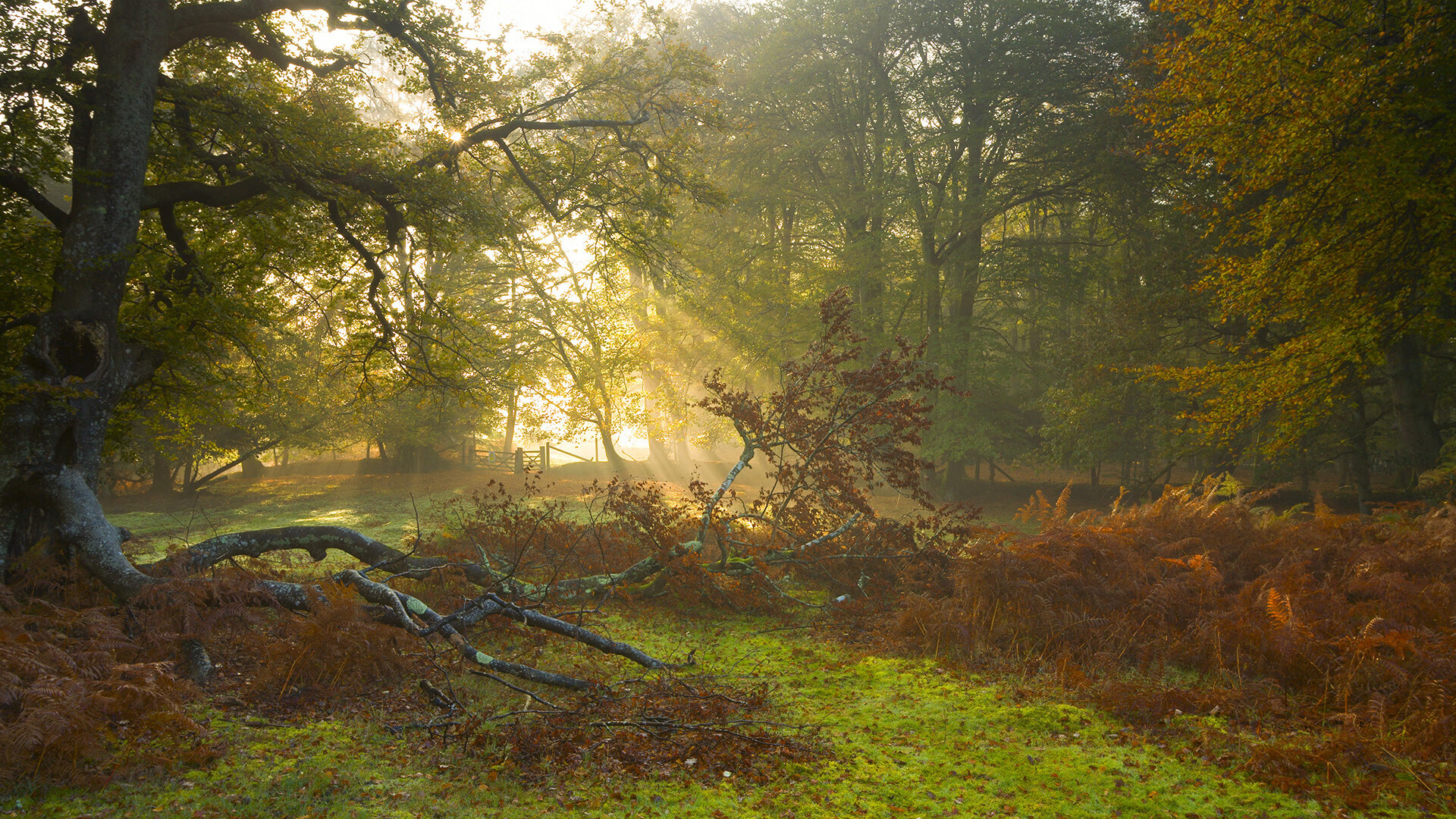 苏炳添参加纪录片讲述成长经历，苏炳添纪录视频