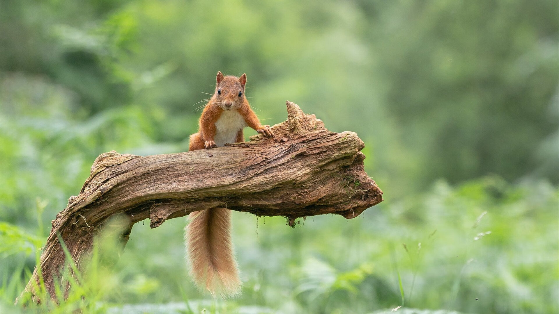西甲球场上的巅峰竞技:瞬间引爆全场沸腾,西甲球赛
