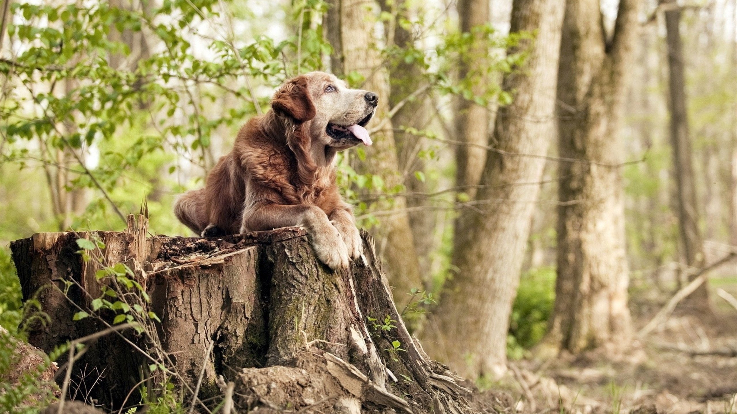 足球行业实现信息化管理，提升运营效能，足球队信息管理系统